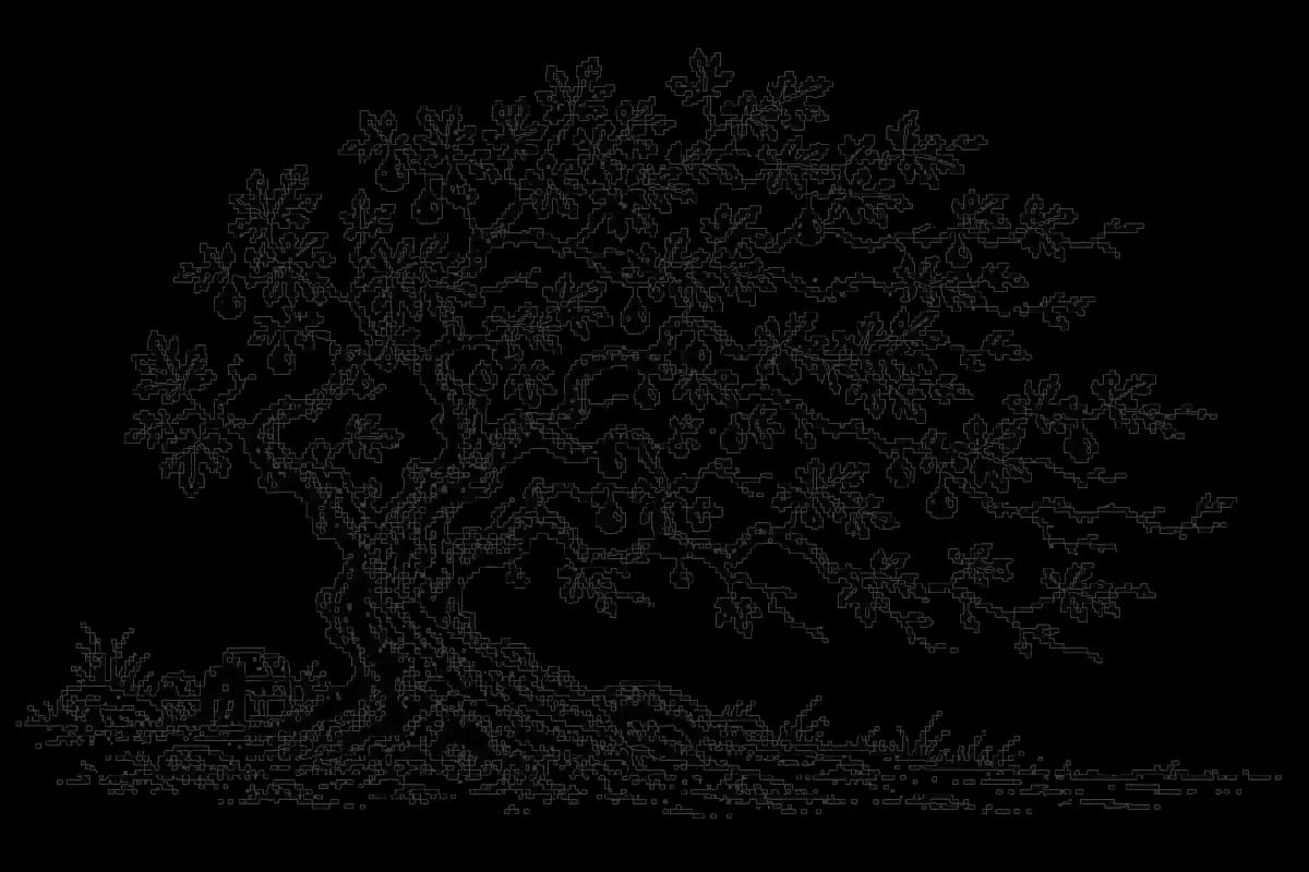 A broad fig tree bearing fruit